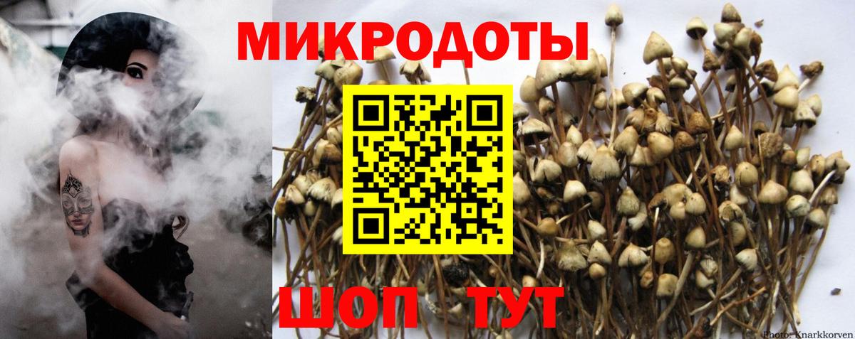 Псилоцибиновые грибы Psilocybine cubensis Таганрог